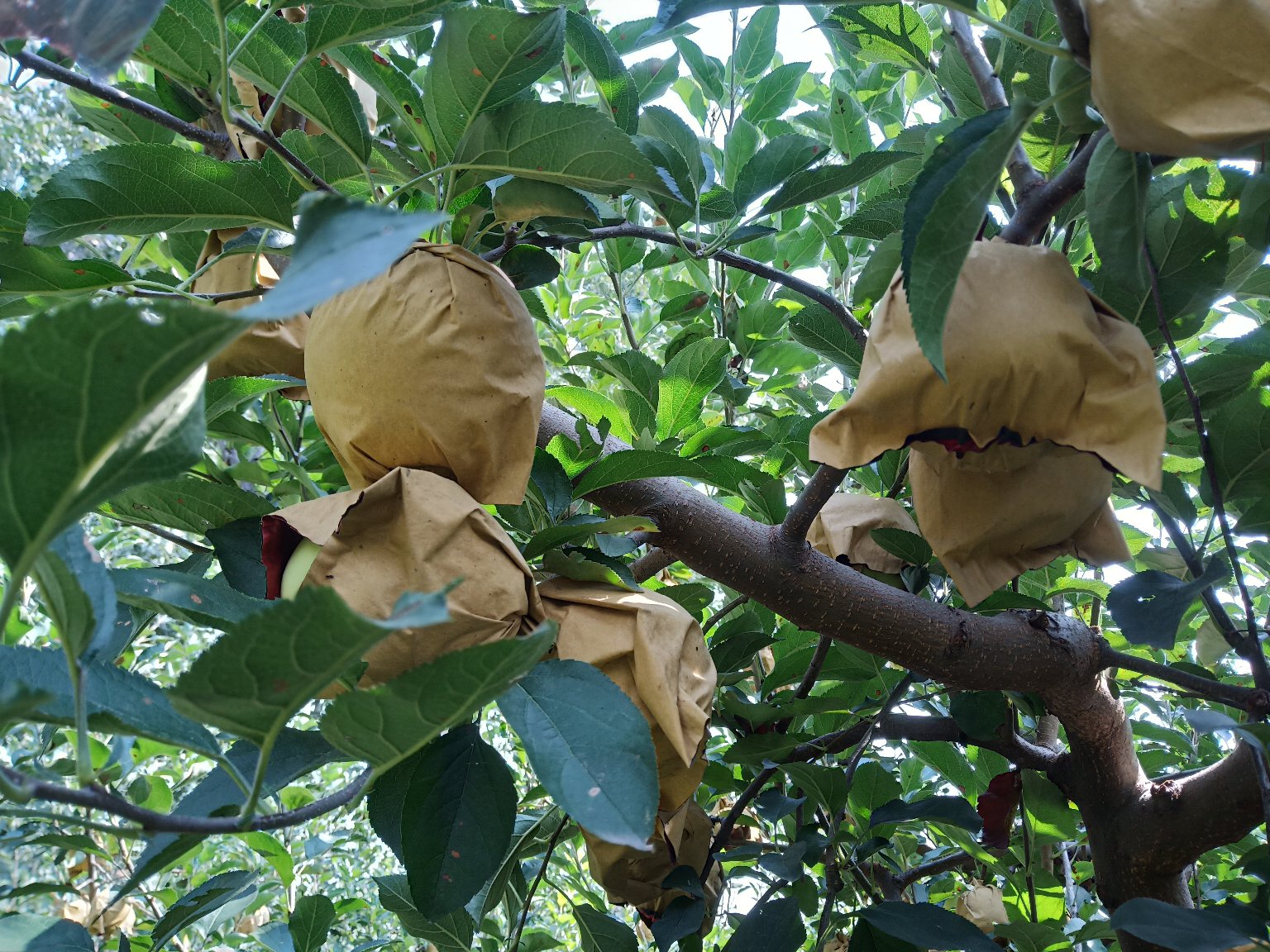 展示黄元帅苹果夏季修剪、疏果与套袋操作流程 黄元帅苹果夏季修剪与果实管理示意图