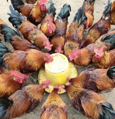 [红公鸡苗批发]正宗大红公鸡苗价格4.80元/个 - 一亩田