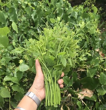 新鲜野菜赤苍藤野菜姑娘菜龙须菜腥藤