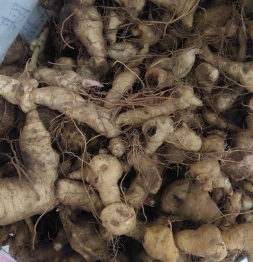 鸡头黄精野生黄精野生鸡头黄精