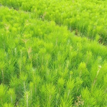 湿地松小苗湿地松小苗基地直销