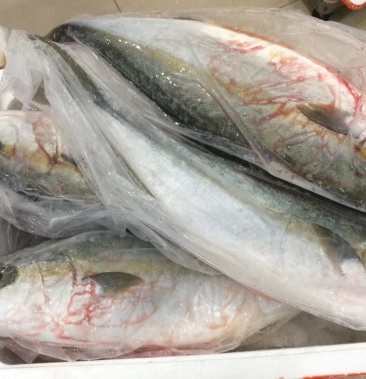 刺身级黄尾鰤油脂饱满