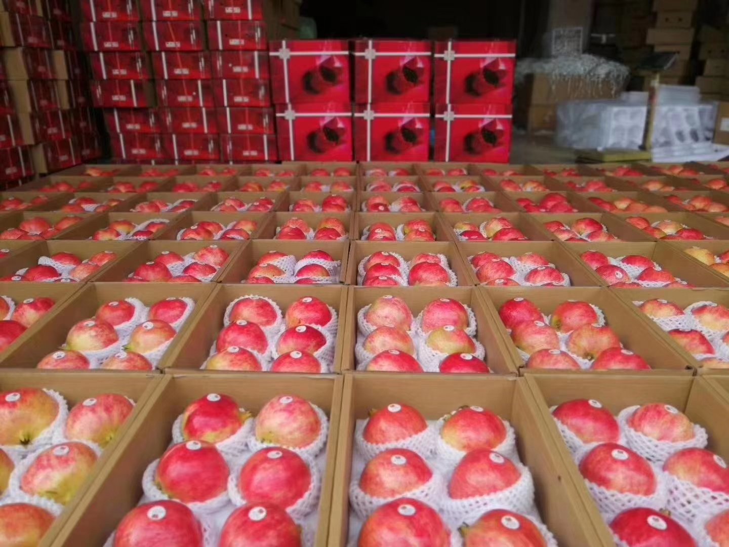 会理石榴分拣包装车间