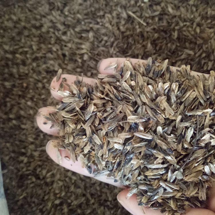 [枫香种子批发]枫香种子,枫树种子,造林种子,质量保证,货源充足价格