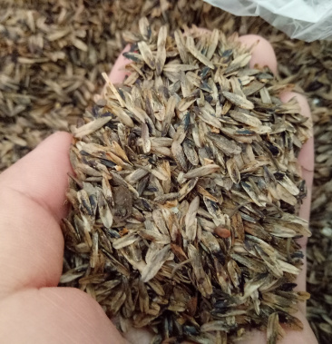 枫香种子,枫树种子,造林种子,质量保证,货源充足