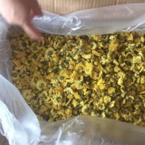 婺源黄菊