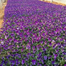 角堇冬季花卉一手货源质量保证