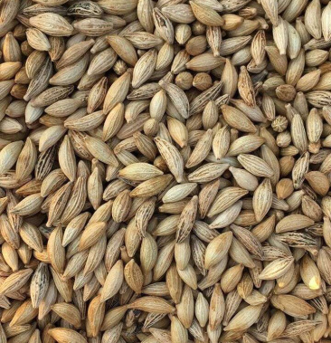 桂花种子桂花树种子绿化树种子一手货源量大价优