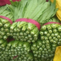 油麦菜25~30cm以上产地直供