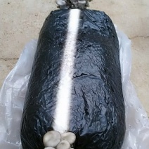 大量出售平菇菌包。