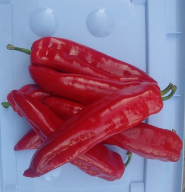 [牛角椒批发]红牛角椒价格0.85元/斤 - 一亩田