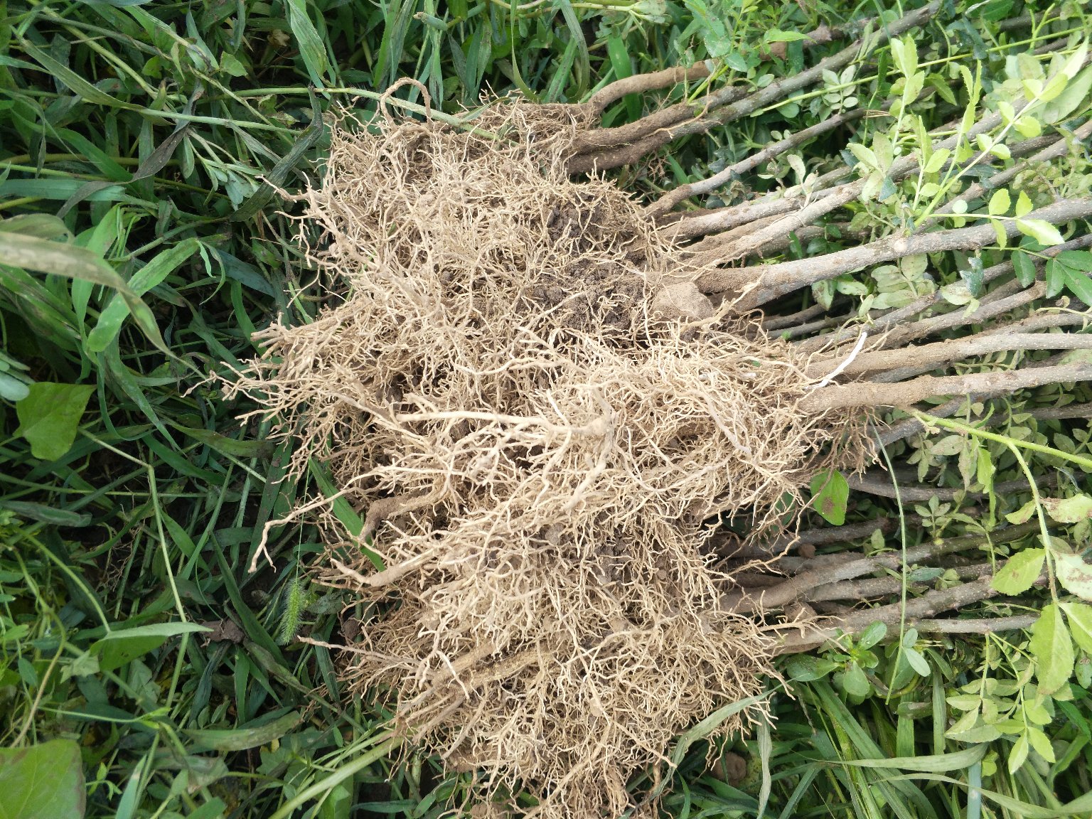 花椒树寄生草与花椒树共生示意图