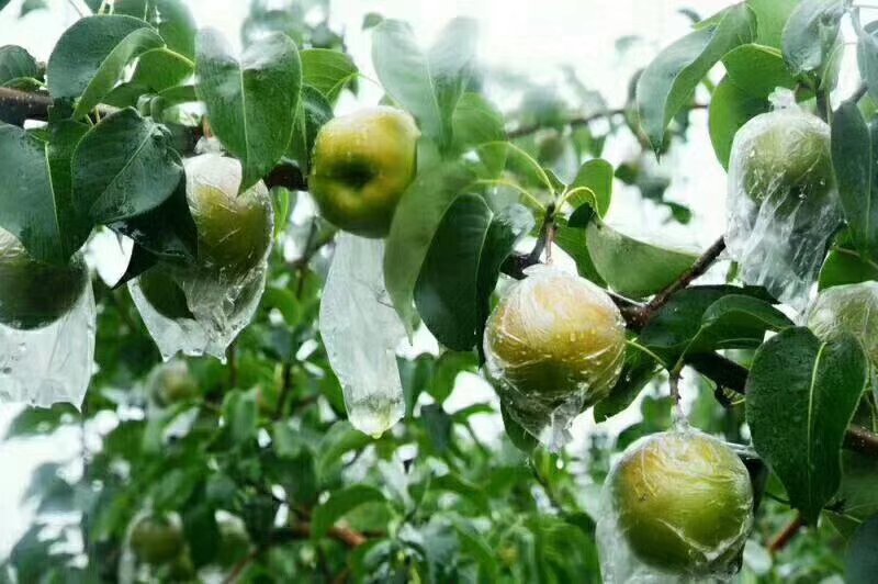 荔枝果实套袋操作图:展示果穗套袋前后的对比,说明套袋对果实品质保护的作用 荔枝果实套袋操作图