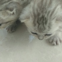 小猫