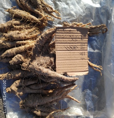 野沙参自采自挖纯野生