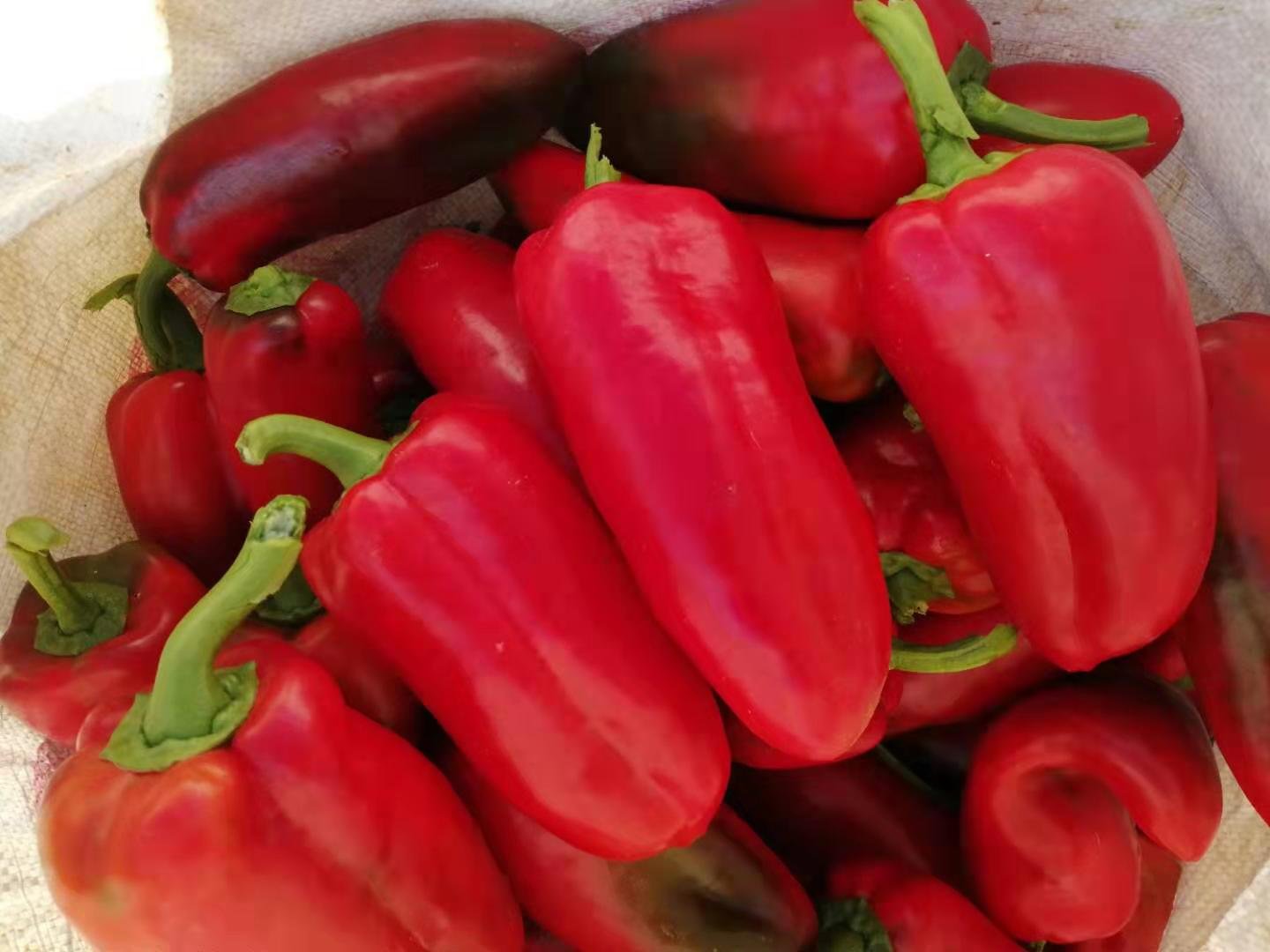 高清俯拍对比图:展示二荆条椒、朝天椒、野山椒、美人椒四种新鲜辣椒原料形态差异,辅以传统青石泡菜坛、海盐颗粒及手写标签卡,强调‘原料决定泡椒本质’的核心概念 四种常见泡椒原料对比图:左上为鲜红细长的二荆条椒,右上为簇生直立的朝天椒,左下为短小锥形的野山椒,右下为修长浅绿转红的美人椒,背景为竹编泡菜坛与粗盐粒,体现传统发酵场景