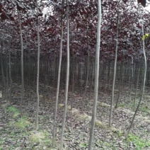紫叶稠李，优质高杆紫叶稠李，基地直供，欢迎进店联系