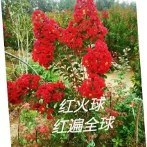 紫薇花卉园