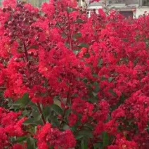 谁到花无百日红紫薇长放半年花