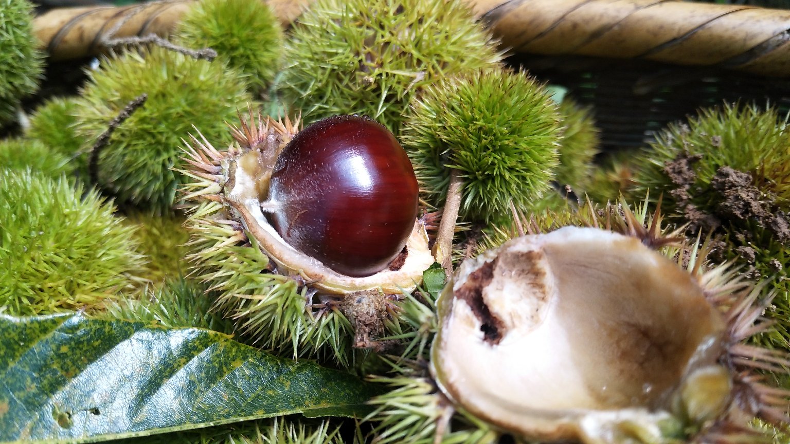 油栗与锥栗植株对比图