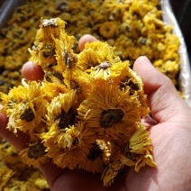 黄菊黄菊茶黄菊花菊花茶正品保证质量实图拍照无理由退