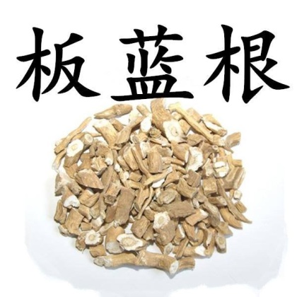 板蓝根价格行情
