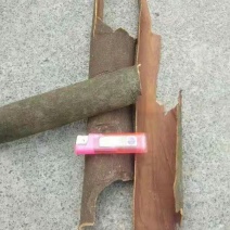 桂皮
