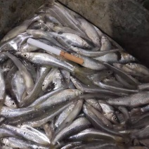 麦穗