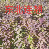 苗圃直销东北连翘现挖现卖，全国可邮寄。