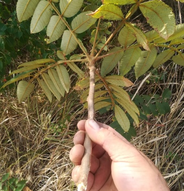 [伍倍子批发]五倍子树枝盐肤木树枝,伍倍子树根新鲜野生中草药价格12.