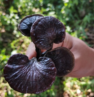 云南正宗仿野生长脚竹灵芝大朵长颈灵芝