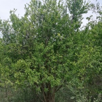 丛生花石榴