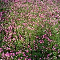 草花地被草花园林绿化花草基地直销