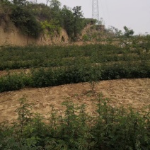 大量优质花椒苗