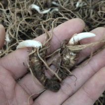 重楼种子种苗七叶一枝花重楼种苗独脚莲高杆粉质重楼