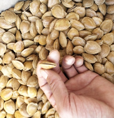 2021年开口杏仁杏核新货质量好价格低