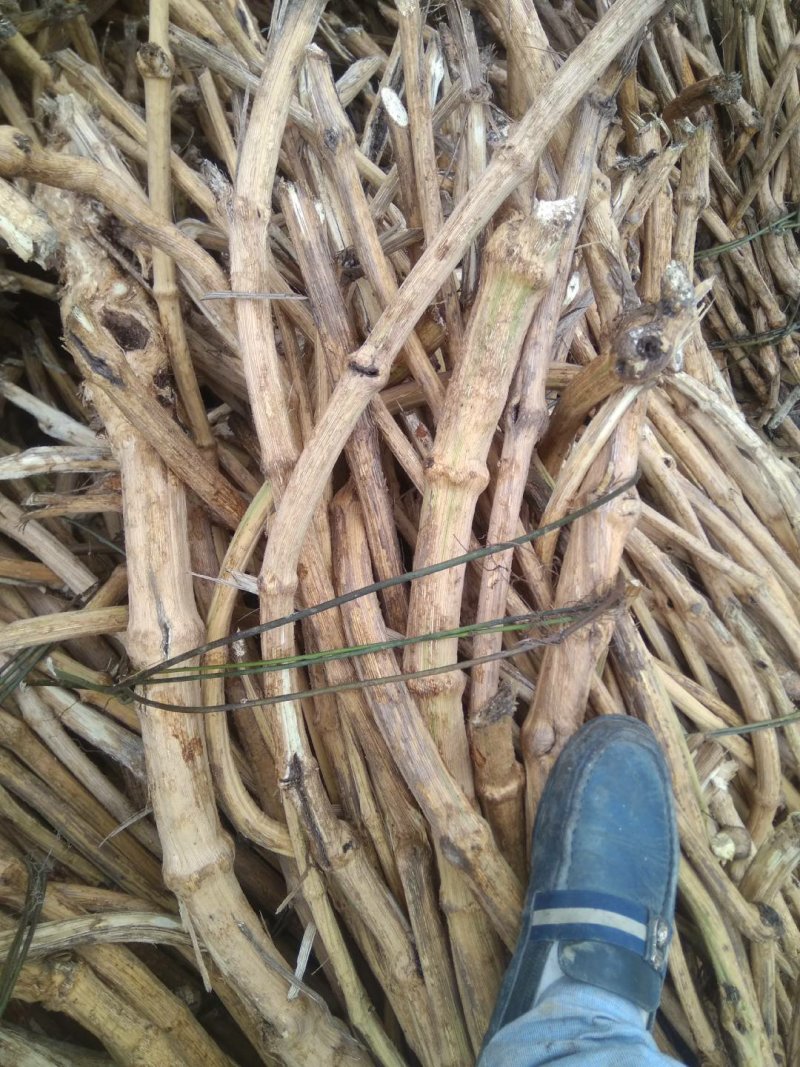 贵州产地中药材川木通