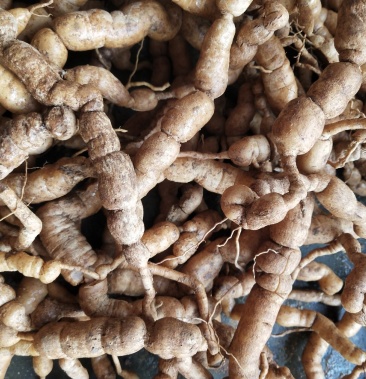 广东省肇庆市德庆县野生巴戟天