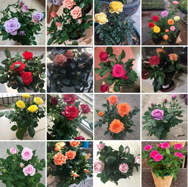 一株树桩月季大花多色‘彩虹之冠’正处于盛花期,主干高度约80厘米,顶部伞状冠幅直径达60厘米,数朵大花同时开放,花朵呈放射状多层瓣型,中心为橙红色,外层渐变为亮黄色与淡粉色混合,叶片深绿有光泽,背景为浅焦模糊的花园环境 树桩月季大花多色盛开特写