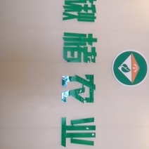 金丝楸123456789