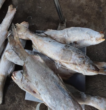 广西北海马友鱼鲅鱼海鱼批发