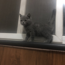 蓝猫英短