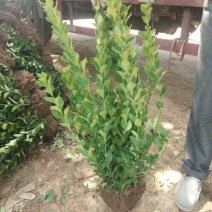卫矛卫矛卫矛工程绿化苗木规格齐全基地直销