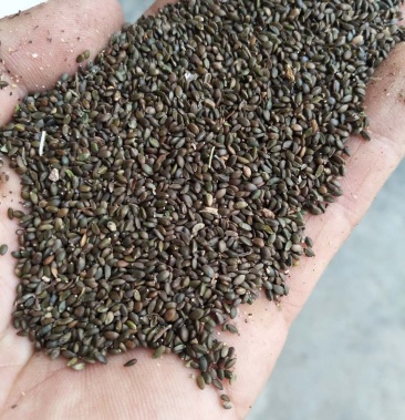 丹参籽山东正品丹参种子免费提供技术