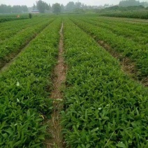 半夏块茎山东菏泽狭三叶品种，自产自销批发零售需要的话联