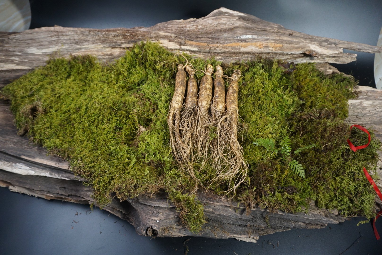 新鲜的人参根茎被湿润的绿色苔藓紧密包裹,放置于木质托盘中,背景为林下阴凉环境,显示传统保鲜场景 鲜人参与湿润苔藓包裹特写