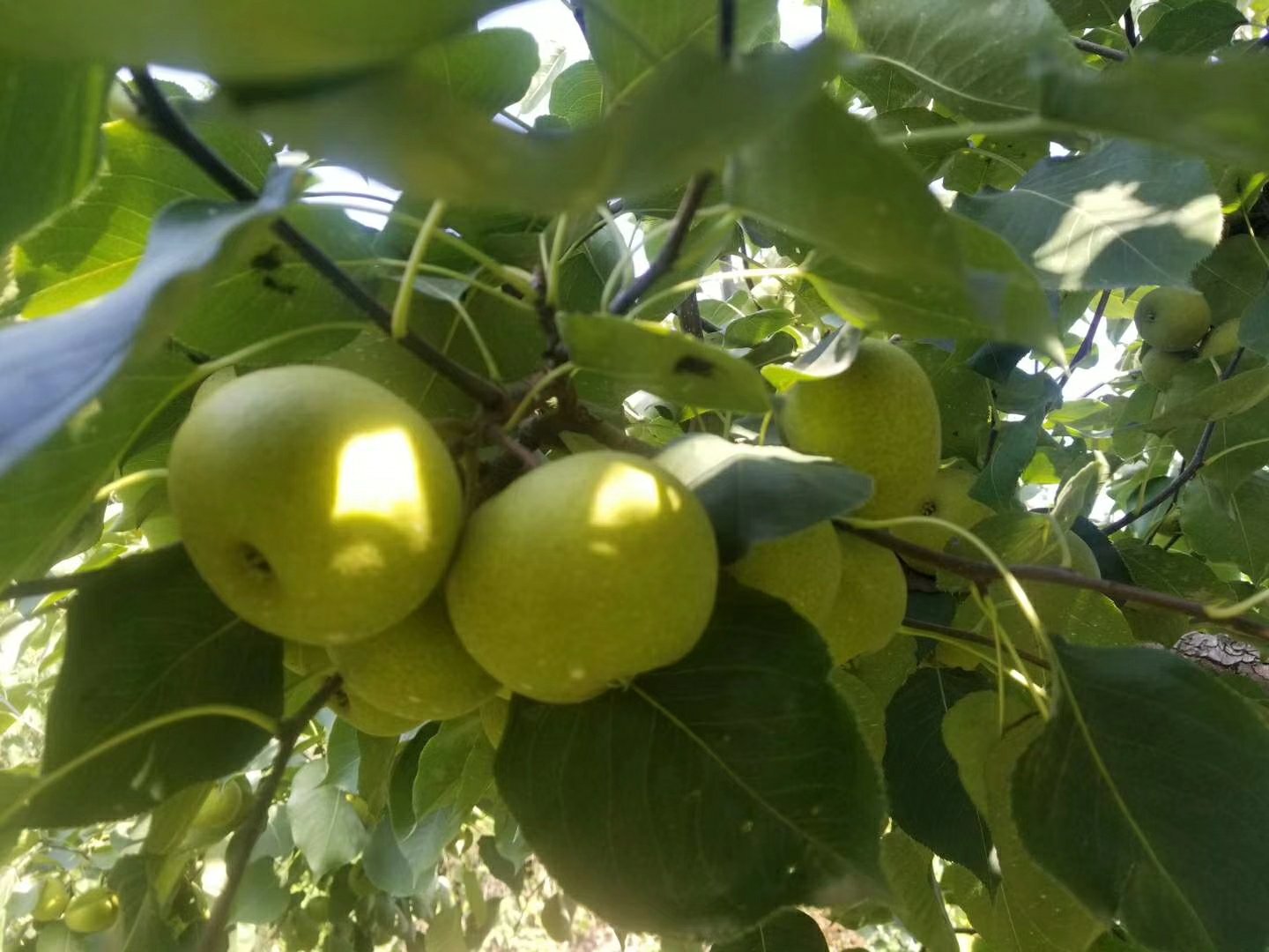 酸梨树生长环境图