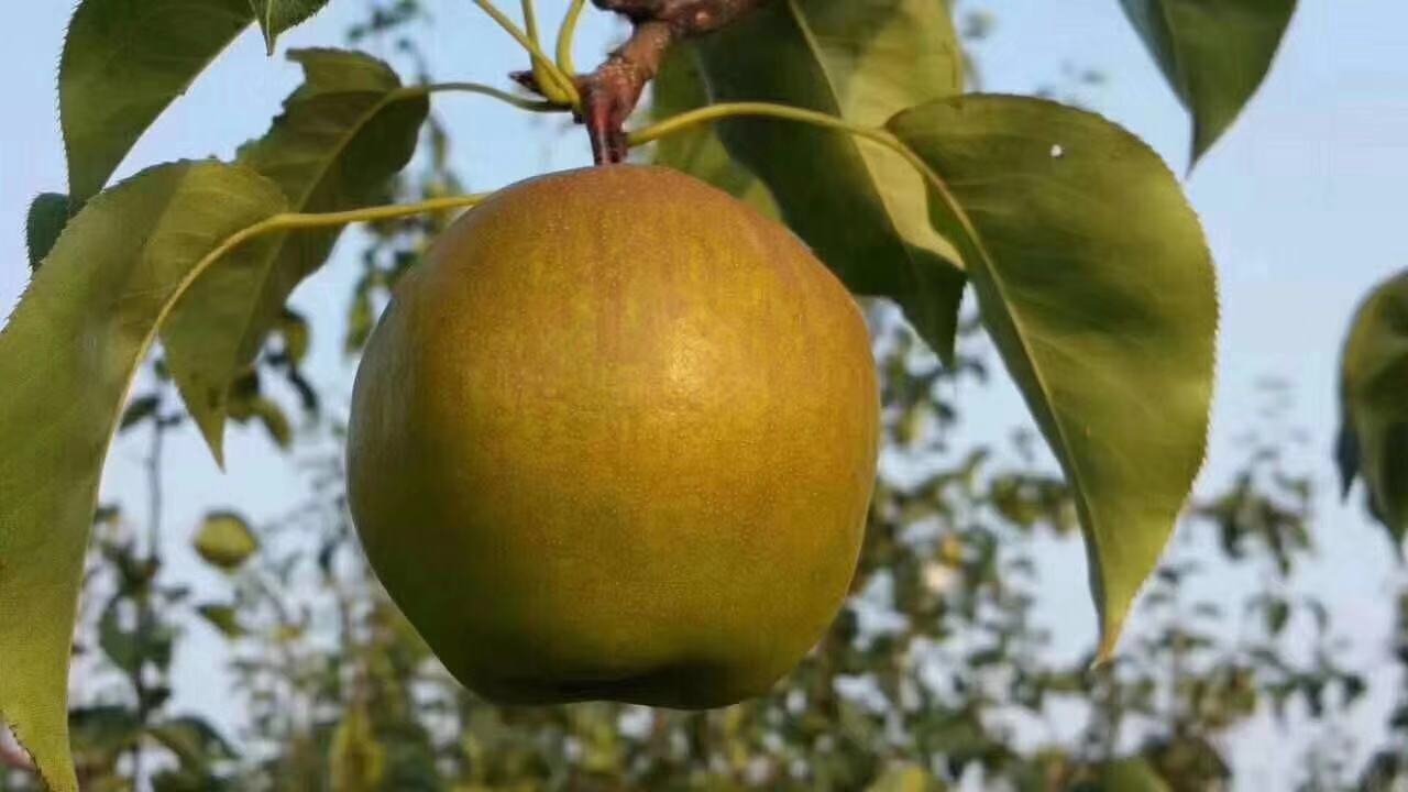 一位维吾尔族果农站在高大的香梨树下,手持竹篮,正轻轻摘下一颗金黄色的香梨。清晨阳光透过树叶洒在果实上,背景是连绵的果园与远处雪山,空气中弥漫着清新果香 库尔勒果农在清晨阳光下手工采摘香梨