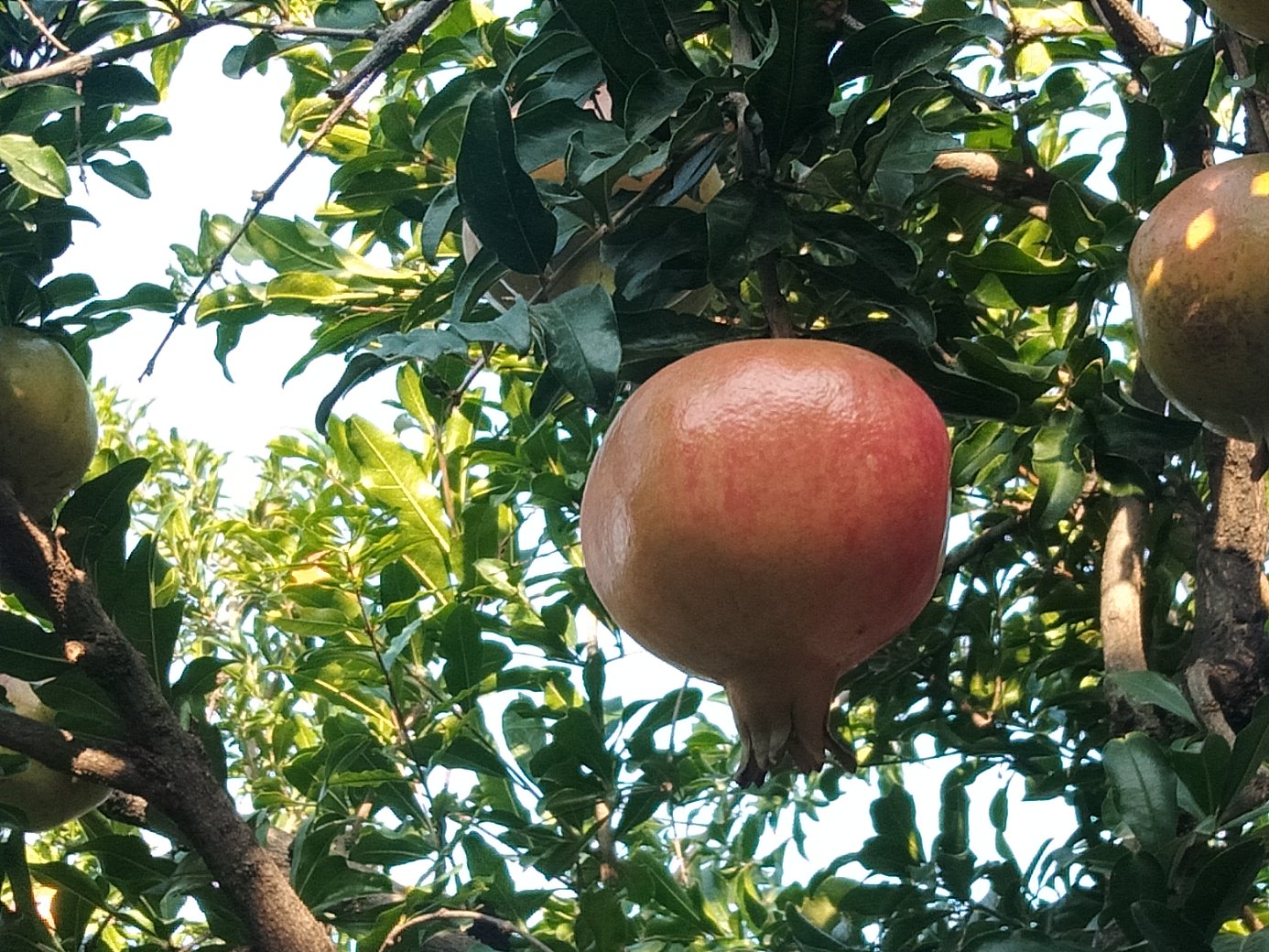 图中展示了一株自然生长的果石榴,呈现出灌木状的多枝形态,枝条繁茂,树形紧凑。 果石榴树的自然生长状态