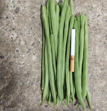 四季豆 小金豆 长度20-25cm 原产地直供